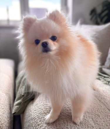 Bijou in 55776 Reichenbach sucht sein Für-immer-Zuhause