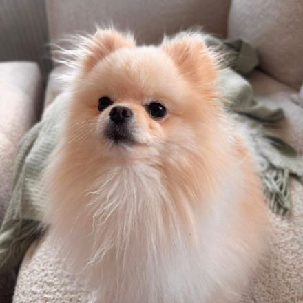 Bijou in 55776 Reichenbach sucht sein Für-immer-Zuhause