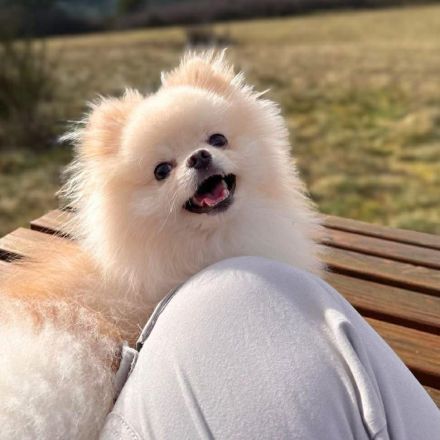 Bijou in 55776 Reichenbach sucht sein Für-immer-Zuhause