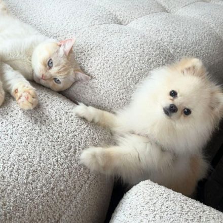 Bijou in 55776 Reichenbach sucht sein Für-immer-Zuhause