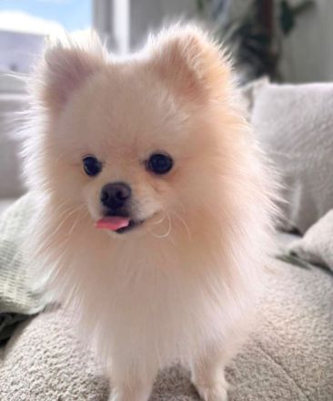 Bijou in 55776 Reichenbach sucht sein Für-immer-Zuhause