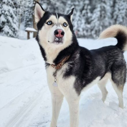Tyson in 70919 Stuttgart sucht sein Für-immer-Zuhause