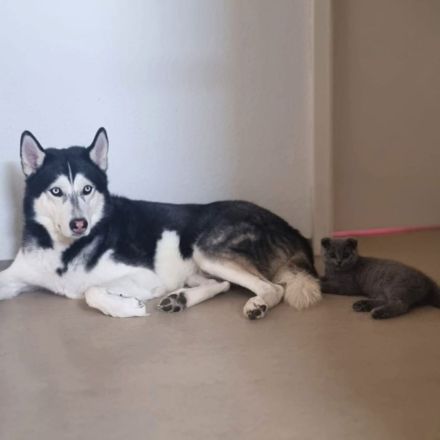 Tyson in 70919 Stuttgart sucht sein Für-immer-Zuhause