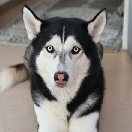 Tyson in 70919 Stuttgart sucht sein Für-immer-Zuhause