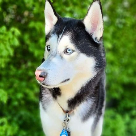 Tyson in 70919 Stuttgart sucht sein Für-immer-Zuhause