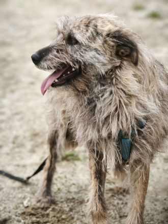 Ussuri sucht ihr Für-immer-Zuhause