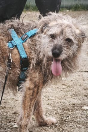 Ussuri sucht ihr Für-immer-Zuhause