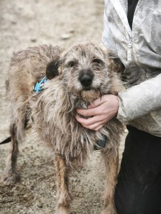 Ussuri sucht ihr Für-immer-Zuhause