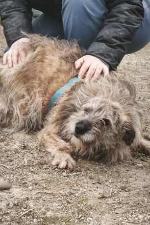 Ussuri sucht ihr Für-immer-Zuhause