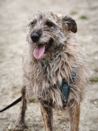 Ussuri sucht ihr Für-immer-Zuhause