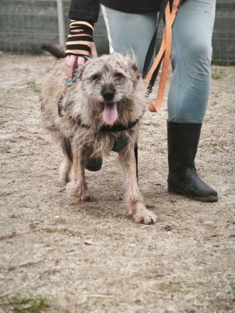 Ussuri sucht ihr Für-immer-Zuhause