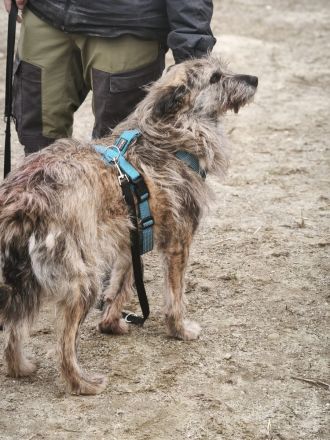 Ussuri sucht ihr Für-immer-Zuhause