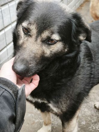 Isra sucht ihr Für-immer-Zuhause