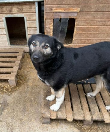 Isra sucht ihr Für-immer-Zuhause