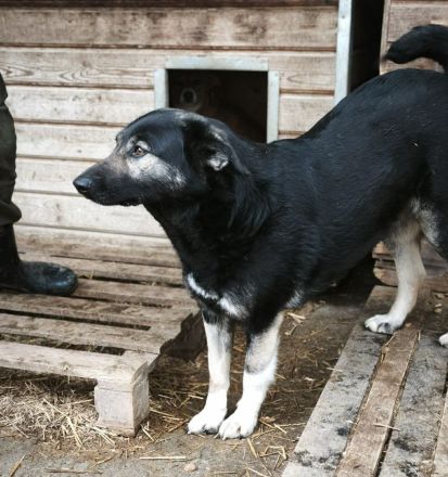 Isra sucht ihr Für-immer-Zuhause