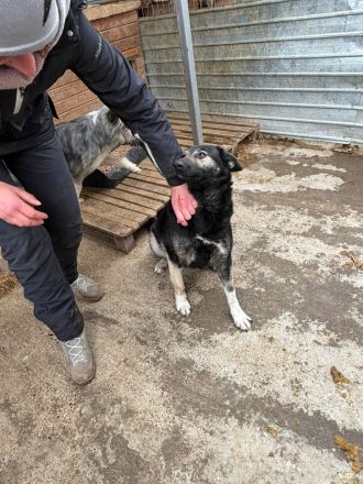 Isra sucht ihr Für-immer-Zuhause