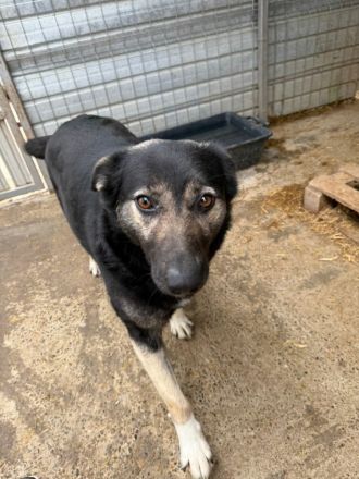 Isra sucht ihr Für-immer-Zuhause