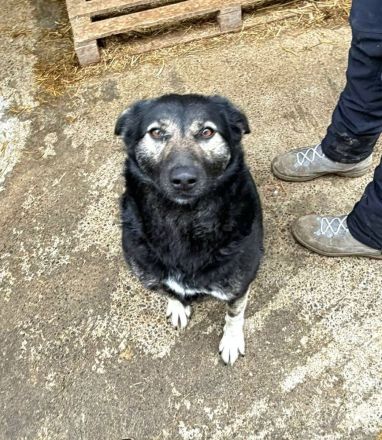 Isra sucht ihr Für-immer-Zuhause