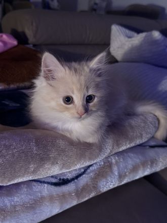 Katzenmädchen sucht ein neues Zuhause