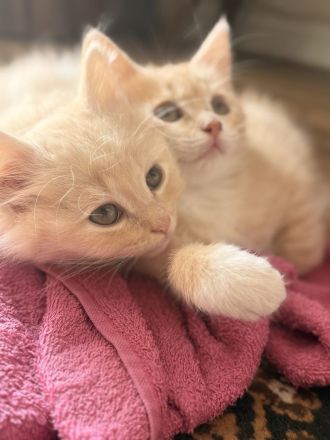 Katzenmädchen sucht ein neues Zuhause