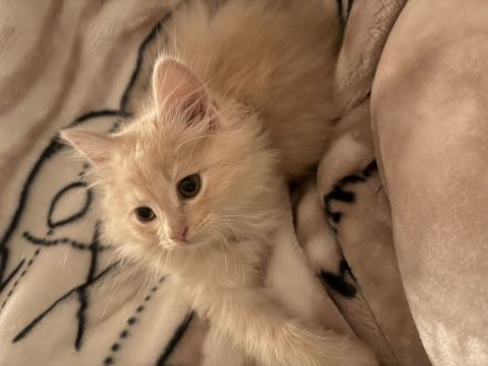 Katzenmädchen sucht ein neues Zuhause