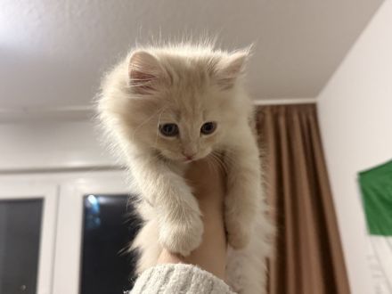 Katzenmädchen sucht ein neues Zuhause