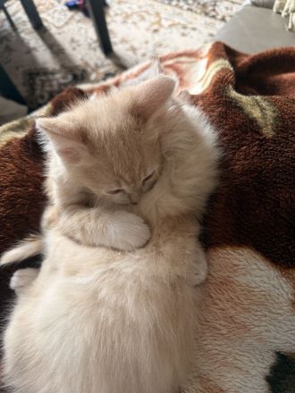 Katzenmädchen sucht ein neues Zuhause