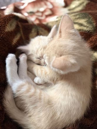 Katzenmädchen sucht ein neues Zuhause