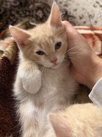 Katzenmädchen sucht ein neues Zuhause