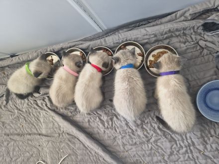 Siamkatzenbabys, Siamkitten, Kater (grün) und Katze (rosa) bereits reserviert!