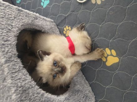 Siamkatzenbabys, Siamkitten, Kater (grün) und Katze (rosa) bereits reserviert!