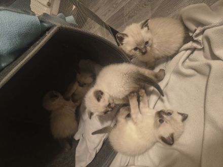 Siamkatzenbabys, Siamkitten, Kater (grün) und Katze (rosa) bereits reserviert!