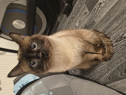 Siamkatzenbabys, Siamkitten, Kater (grün) und Katze (rosa) bereits reserviert!