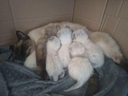 Siamkatzenbabys, Siamkitten, Kater (grün) und Katze (rosa) bereits reserviert!