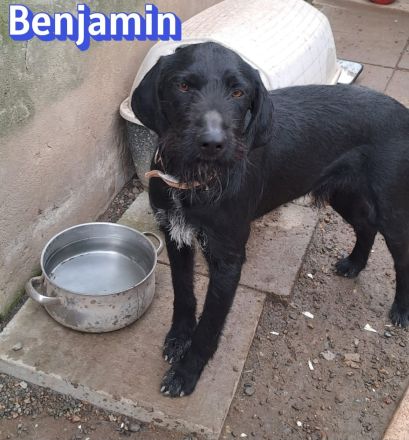 Benjamin, 04/24 - wunderschöner Schnauzer Mix sucht Familie