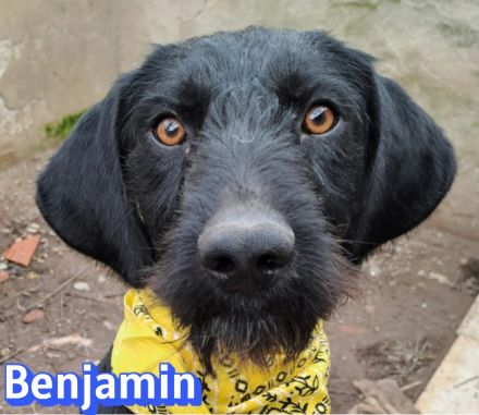 Benjamin, 04/24 - wunderschöner Schnauzer Mix sucht Familie