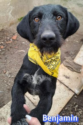 Benjamin, 04/24 - wunderschöner Schnauzer Mix sucht Familie