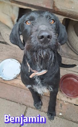 Benjamin, 04/24 - wunderschöner Schnauzer Mix sucht Familie