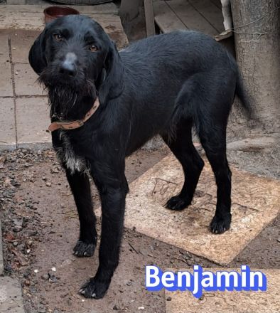Benjamin, 04/24 - wunderschöner Schnauzer Mix sucht Familie