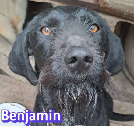 Benjamin, 04/24 - wunderschöner Schnauzer Mix sucht Familie