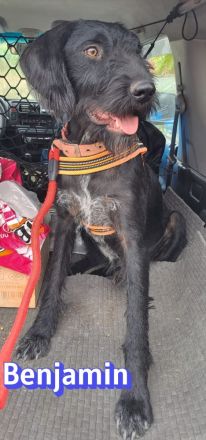 Benjamin, 04/24 - wunderschöner Schnauzer Mix sucht Familie