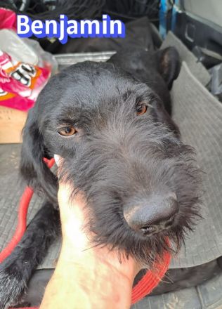 Benjamin, 04/24 - wunderschöner Schnauzer Mix sucht Familie