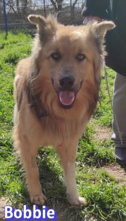 Bobbie, 08/23 - lebensfroher Kämpfer sucht Familie