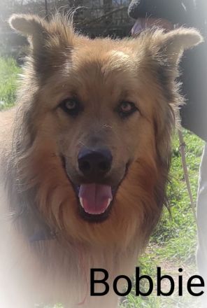 Bobbie, 08/23 - lebensfroher Kämpfer sucht Familie