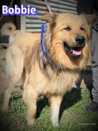 Bobbie, 08/23 - lebensfroher Kämpfer sucht Familie