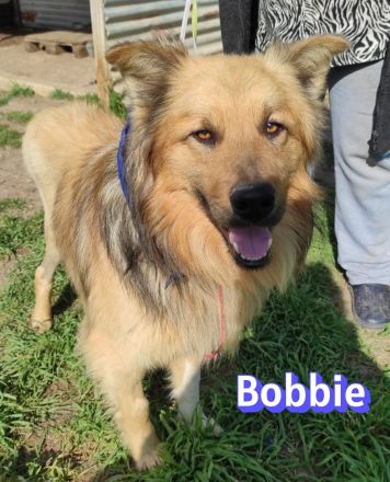 Bobbie, 08/23 - lebensfroher Kämpfer sucht Familie