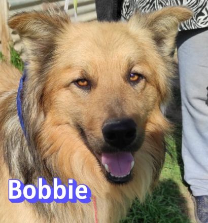 Bobbie, 08/23 - lebensfroher Kämpfer sucht Familie