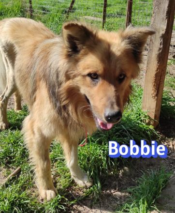 Bobbie, 08/23 - lebensfroher Kämpfer sucht Familie