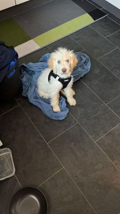 Wunderschöner 13 Wochen Welpe