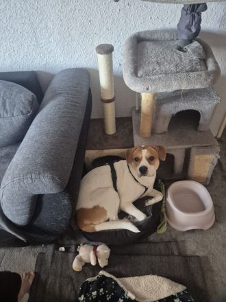 Charlie sucht ein neues Zuhause